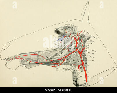 Indicazioni per la dissezione e lo studio dei nervi cranici e i vasi sanguigni del cavallo (1913) (14593873947) Foto Stock