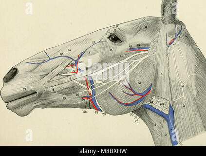 Indicazioni per la dissezione e lo studio dei nervi cranici e i vasi sanguigni del cavallo (1913) (14757376296) Foto Stock