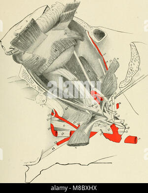 Indicazioni per la dissezione e lo studio dei nervi cranici e i vasi sanguigni del cavallo (1913) (14800246593) Foto Stock