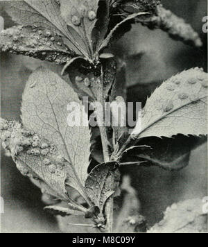 Malattie della granella piccola in Illinois (1939) (20349632904) Foto Stock