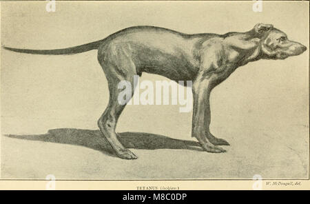 "Malattie del cane e loro trattamento" (1911) affronta le condizioni di salute comuni nei cani, compresi sintomi, diagnosi e metodi di trattamento. La pubblicazione fornisce veterinari e proprietari di cani con conoscenze essenziali per la gestione delle malattie canine e il mantenimento della salute del cane. Foto Stock