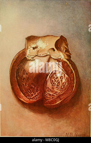Le malattie del cuore e il sistema arterioso; progettato per essere una presentazione pratica del soggetto per l'uso degli studenti e dei professionisti della medicina (1910) (14582542959) Foto Stock