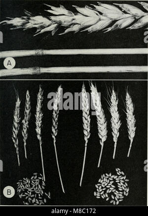 Malattie del frumento, avena, orzo, e segale (1960) (20980267391) Foto Stock