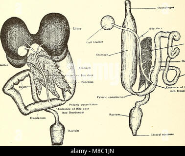 Questo lavoro del 1919 si concentra sulla dissezione delle specie Platana e rana, fornendo studi anatomici dettagliati. Descrive le procedure utilizzate nella dissezione, evidenziando le differenze tra le due specie. Il libro funge da strumento educativo per gli studenti di biologia e scienze veterinarie, illustrando l'anatomia degli anfibi. Foto Stock