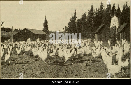 Di dollari e di senso in affari di pollame (1921) (20980545152) Foto Stock