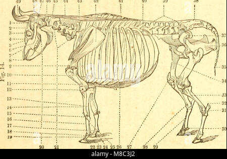 Animali domestici; - storia e descrizione del cavallo, mulo, bovini, ovini, suini, pollame, e fattoria cani, (1858) (14598393827) Foto Stock