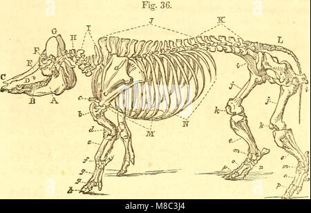 Animali domestici; - storia e descrizione del cavallo, mulo, bovini, ovini, suini, pollame, e fattoria cani, (1858) (14598407577) Foto Stock