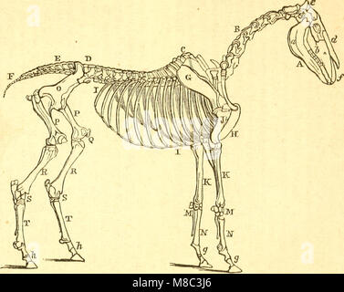 Animali domestici; - storia e descrizione del cavallo, mulo, bovini, ovini, suini, pollame, e fattoria cani, (1858) (14784564562) Foto Stock