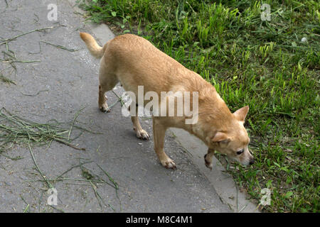 Cane giocando fuori sorrisi Foto Stock
