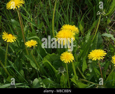 Dandellion luminosi fiori con foglie verdi su suolo organico sullo sfondo Foto Stock