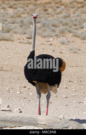 Struzzo Sudafricano (Struthio camelus australis), maschio adulto a waterhole, Kgalagadi Parco transfrontaliero, Northern Cape, Sud Africa e Africa Foto Stock