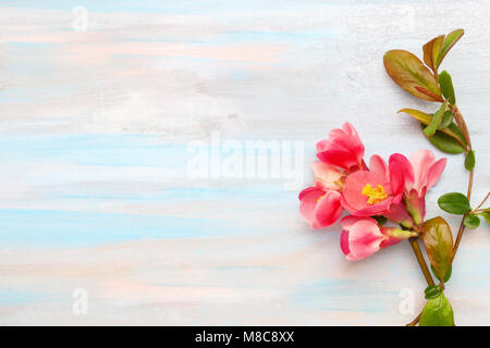 Il ramo di fioritura Chaenomeles sul vecchio squallido sfondo di legno e copia di spazio per il testo. Messa a fuoco selettiva. Focus sul fiore. Foto Stock