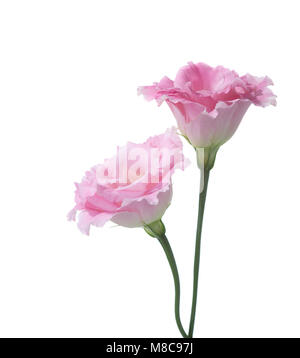 Due fiori di colore rosa di eustoma isolato su bianco. Foto Stock