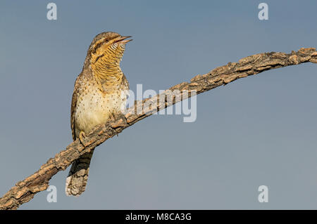 Roepende Draaihals; cantare Eurasian spasmodico Foto Stock