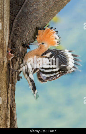 Eurasian Upupa (Upupa epops) volare verso il suo nido Foto Stock