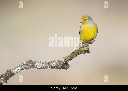 Citril Finch maschio su un bellissimo pesce persico Foto Stock