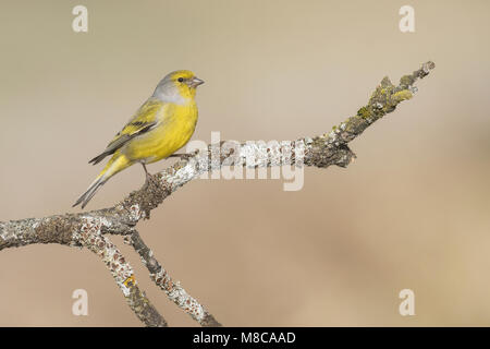 Citril Finch maschio su un bellissimo pesce persico Foto Stock