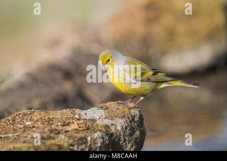 Voce maschile Citril Finch Foto Stock
