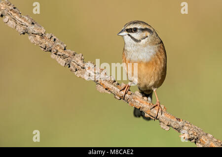 Rock Bunting in Italia Foto Stock