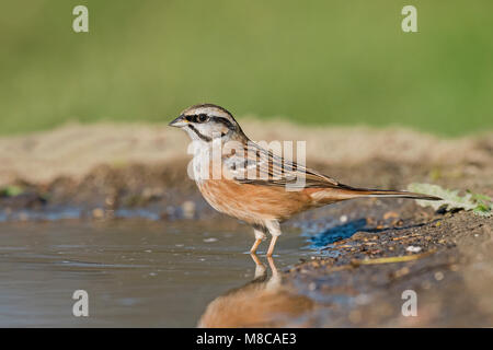 Rock Bunting in Italia Foto Stock