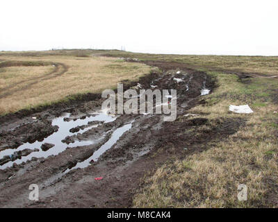 Tracce di pneumatici prendere il loro pedaggio sulla tundra in Alaska. Sentieri temprato costruita con assistenza NRCS impedisce danni come visto qui. Foto Stock