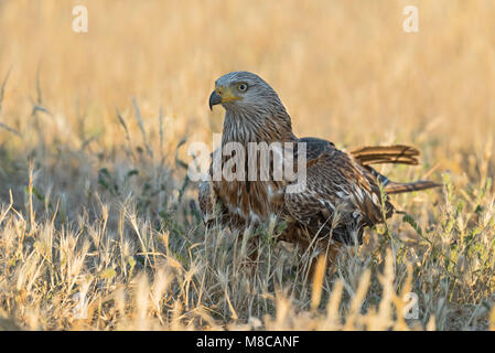 Nibbio reale (Milvus milvus) seduto in un campo weath Foto Stock