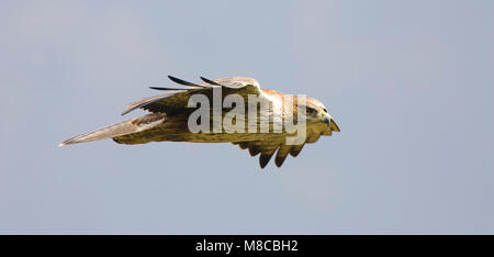 L'Aquila del Bonelli in volo Foto Stock