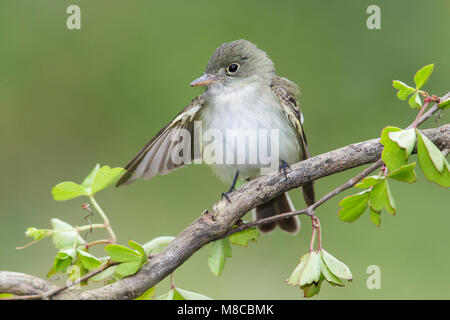 Adulto Galveston Co., TX Aprile 2013 Foto Stock