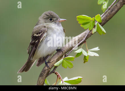 Adulto Galveston Co., TX Maggio 2013 Foto Stock