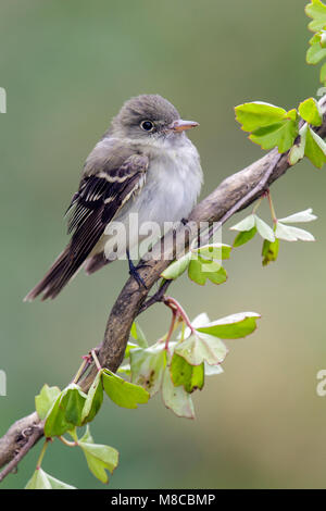 Adulto Galveston Co., TX Aprile 2013 Foto Stock