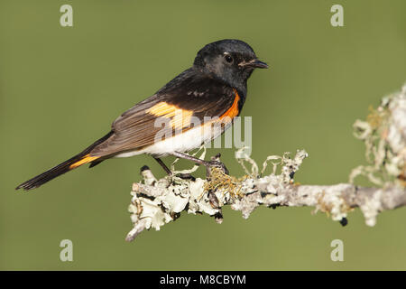 Maschio adulto Galveston Co., TX Aprile 2011 Foto Stock