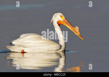 Riproduttori adulti Riverside Co., CA Marzo 2012 Foto Stock