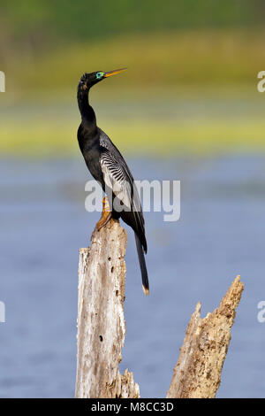 Adulti riproduttori maschi Brazoria Co., TX Aprile 2011 Foto Stock