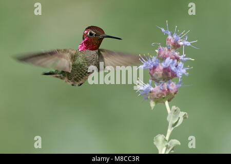 Maschio adulto Kern Co., CA Aprile 2005 Foto Stock