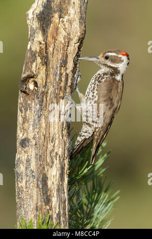 Maschio adulto Pima Co., AZ Maggio 2014 Foto Stock