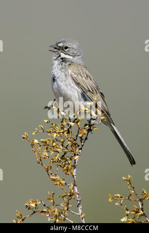 Adulto Kern Co., CA Aprile 2005 Foto Stock