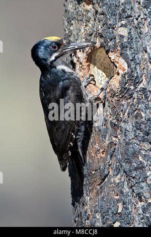 Adulto maschio mono Co., CA Giugno 2011 Foto Stock