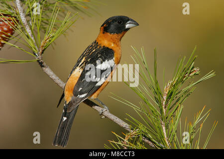 Maschio adulto Kern Co., CA Maggio 2007 Foto Stock