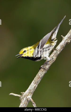 Gele Zwartkeelzanger, nero-verde throated trillo, Setophaga virens maschio adulto Galveston Co., Texas Aprile 2014 Foto Stock