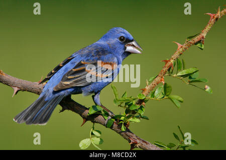 Adulti riproduttori maschi Galveston Co., TX Aprile 2008 Foto Stock