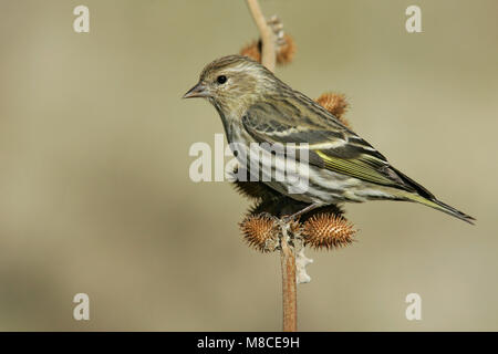 Maschio adulto Kern Co., CA Gennaio 2005 Foto Stock