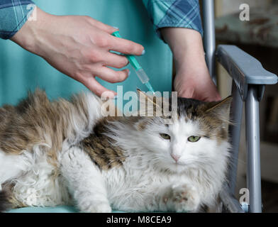 Dando veterinario del vaccino per il giovane cat Foto Stock