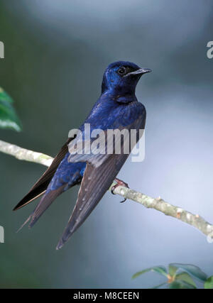 Maschio adulto Montgomery Co., TX Aprile 1999 Foto Stock