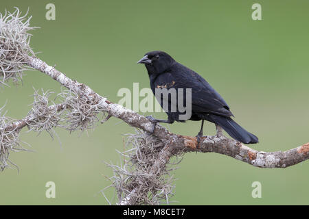 Maschio immaturo Hidalgo Co., TX Febbraio 2014 Foto Stock