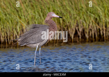 Adulto morph scuro allevamento Galveston Co., TX Aprile 2010 Foto Stock