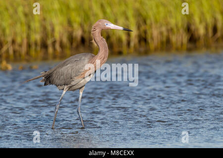 Adulto morph scuro allevamento Galveston Co., TX Aprile 2010 Foto Stock