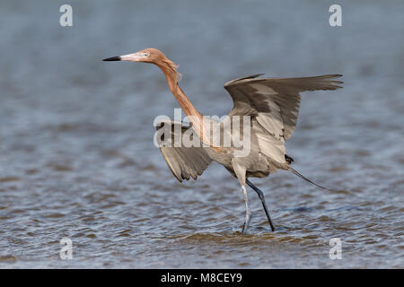 Adulto morph scuro allevamento Galveston Co., TX Aprile 2011 Foto Stock