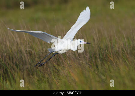 Adulto bianco allevamento morph Galveston Co., TX Aprile 2010 Foto Stock