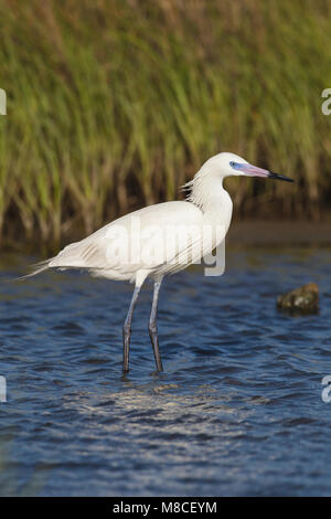 Adulto bianco allevamento morph Galveston Co., TX Aprile 2010 Foto Stock