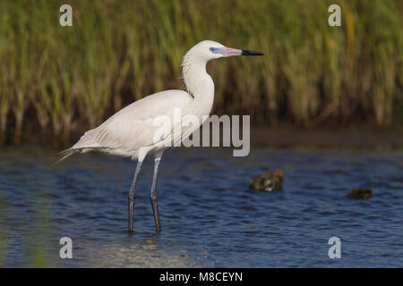 Adulto bianco allevamento morph Galveston Co., TX Aprile 2010 Foto Stock